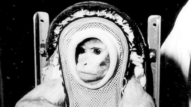 Animals in Space: Pioneering the Final Frontier